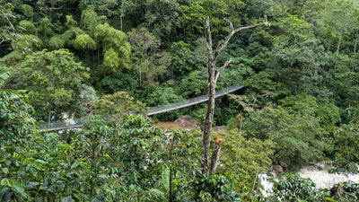 puente-colgante